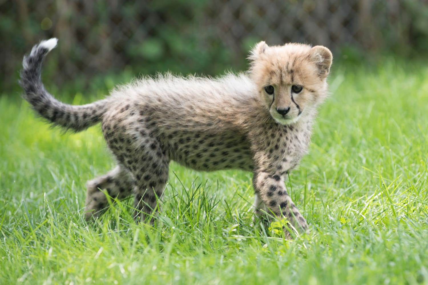 baby cheetah running fast