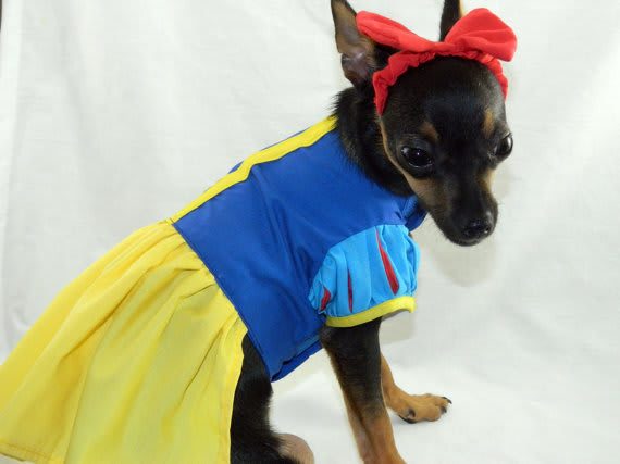 Easy Halloween costume for dogs 