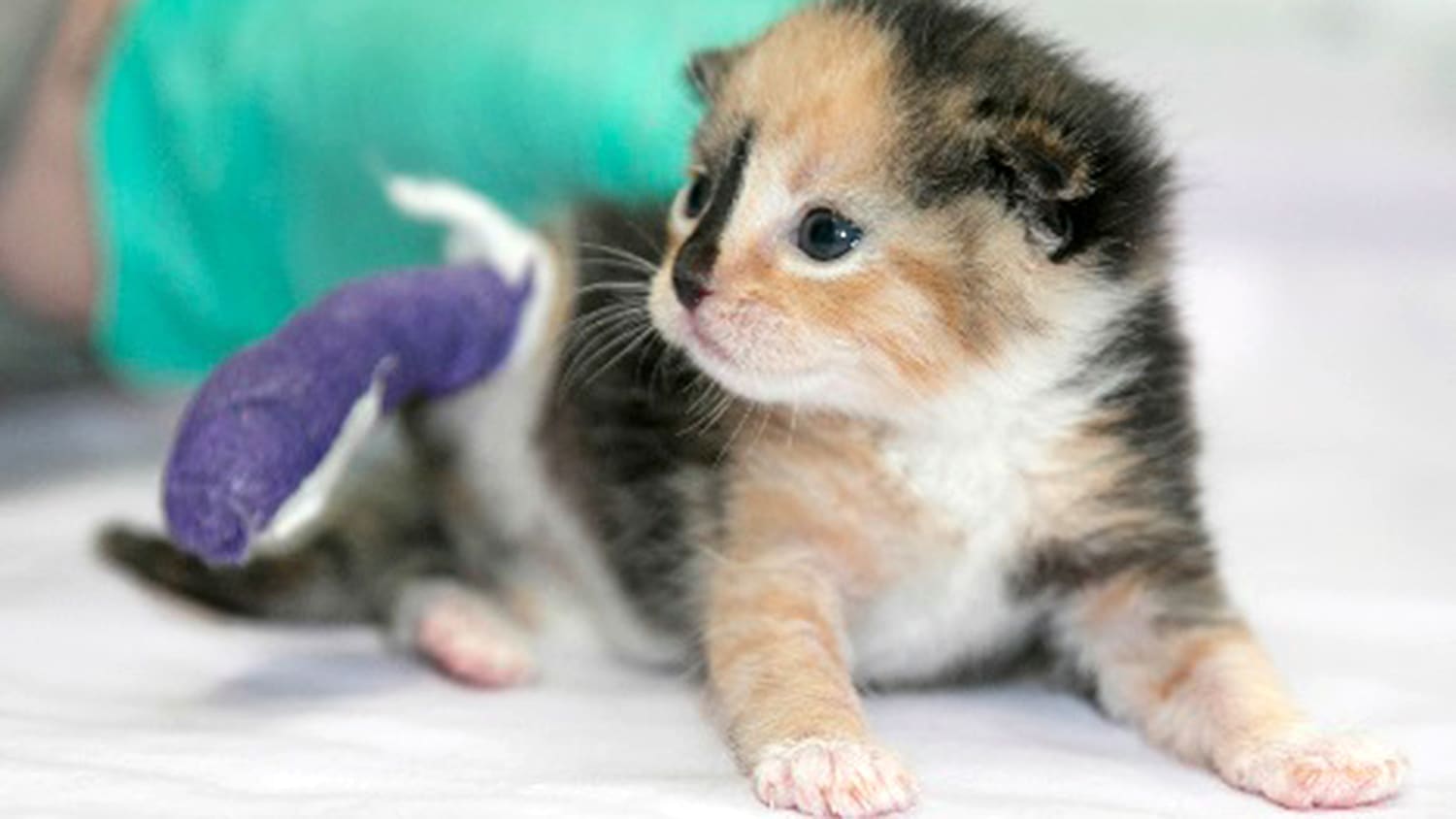 Amputee cat helps a veteran with PTSD find 'purpose beyond