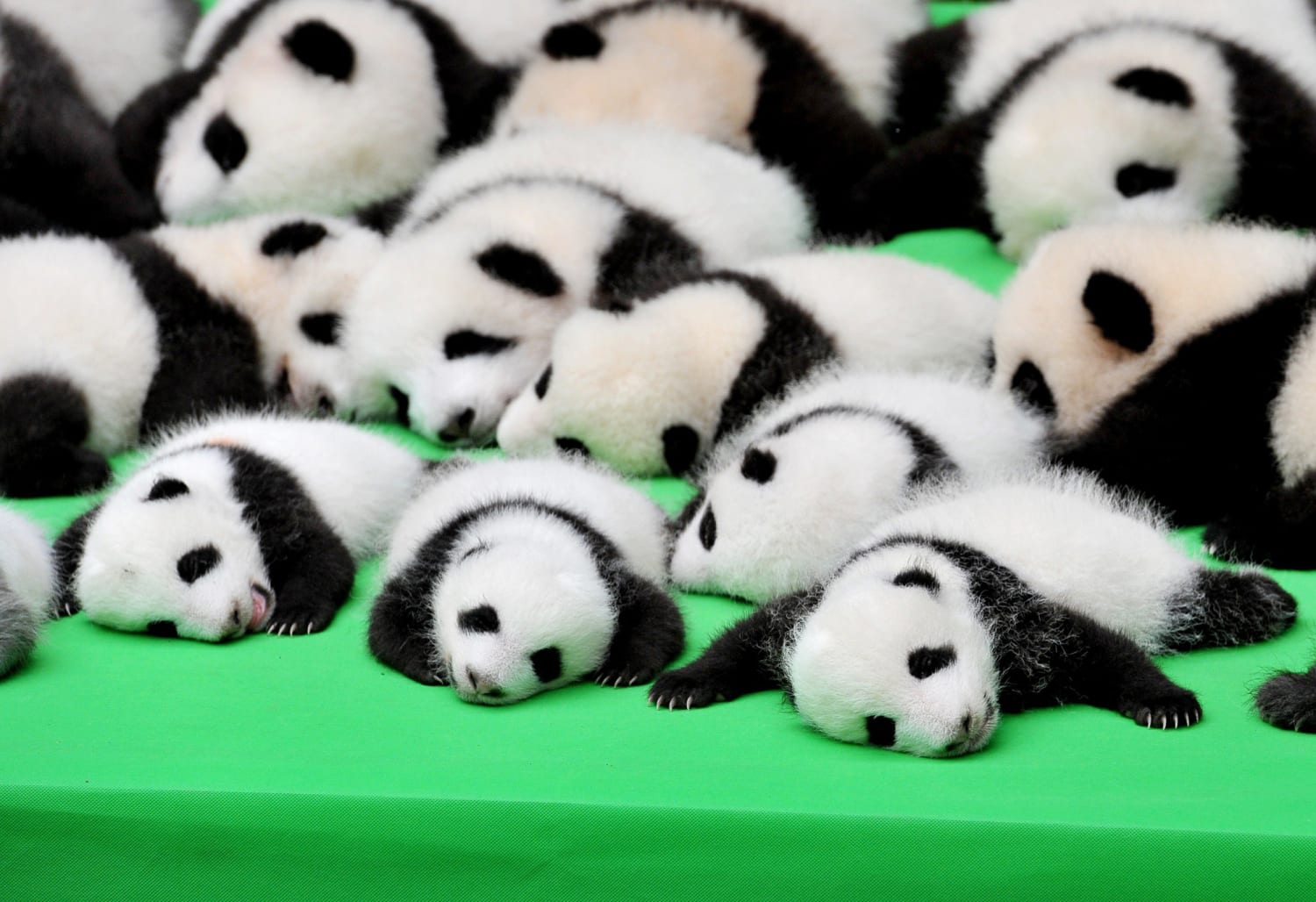 Cute Giant Panda Cubs
