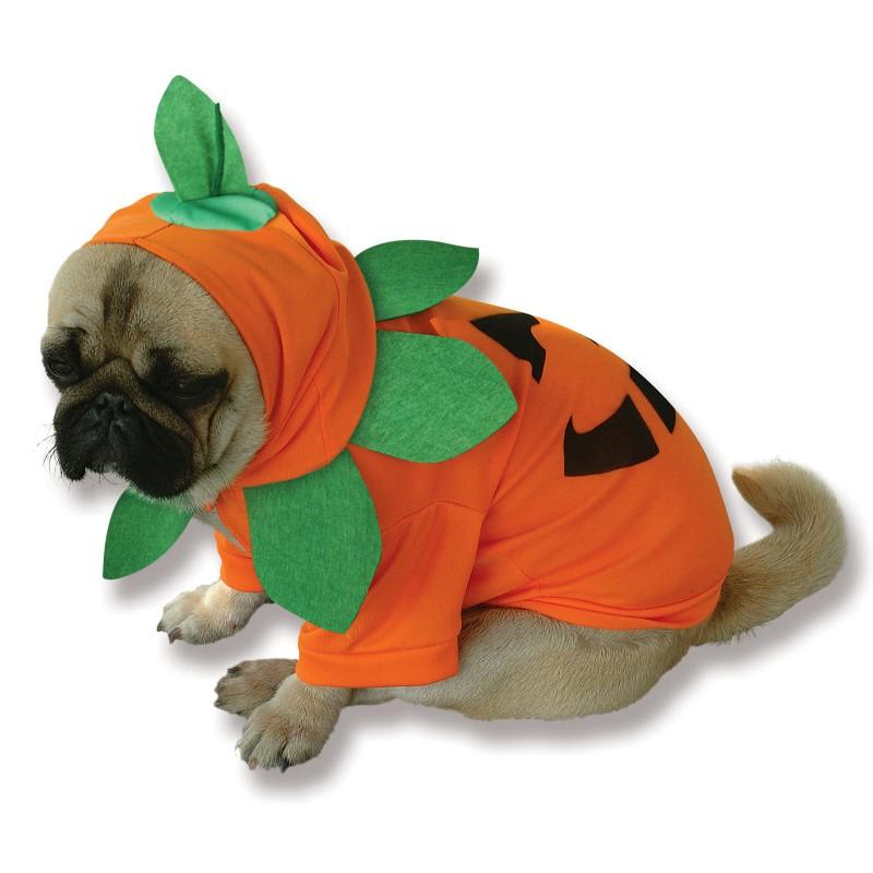 dog in a pumpkin costume