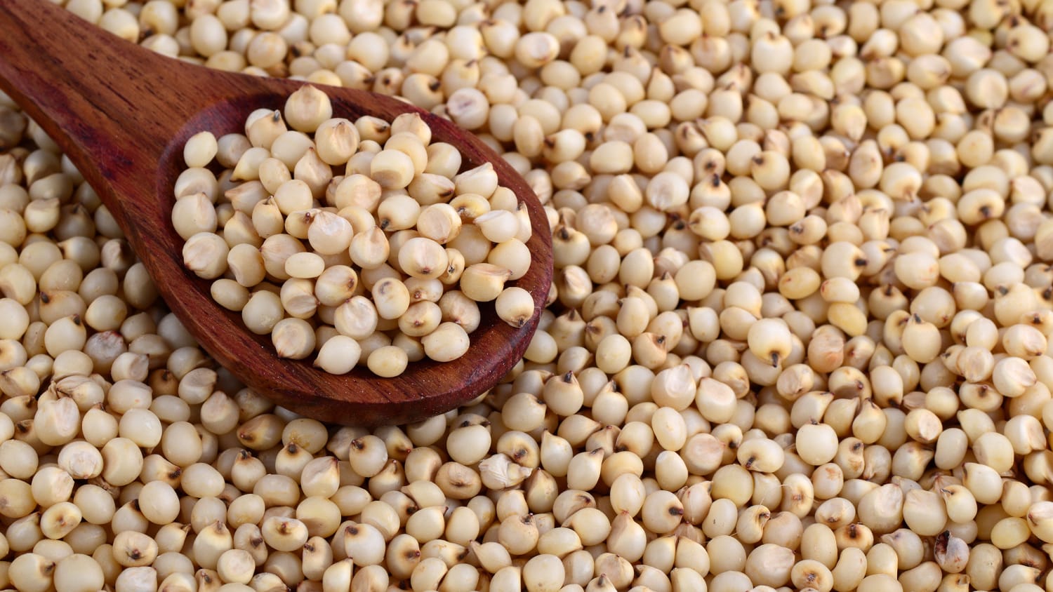 Is sorghum the new quinoa? Meet the trendy super grain