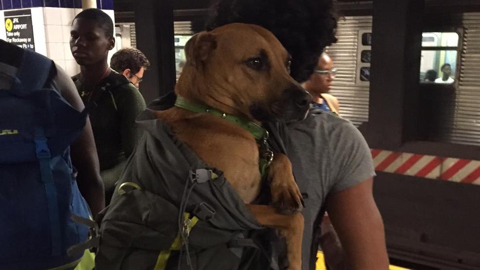 are dogs allowed on the subway in nyc