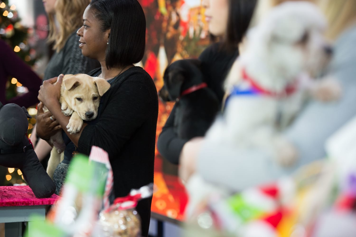 How Do I Prepare My Puppy For Bringing Home