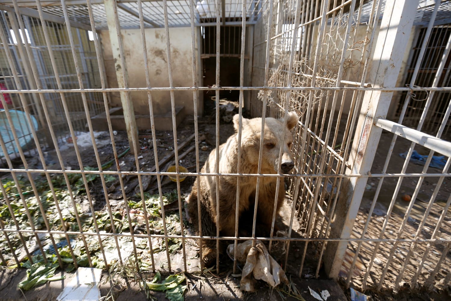 Neglected Animals Starve in Mosul Zoo