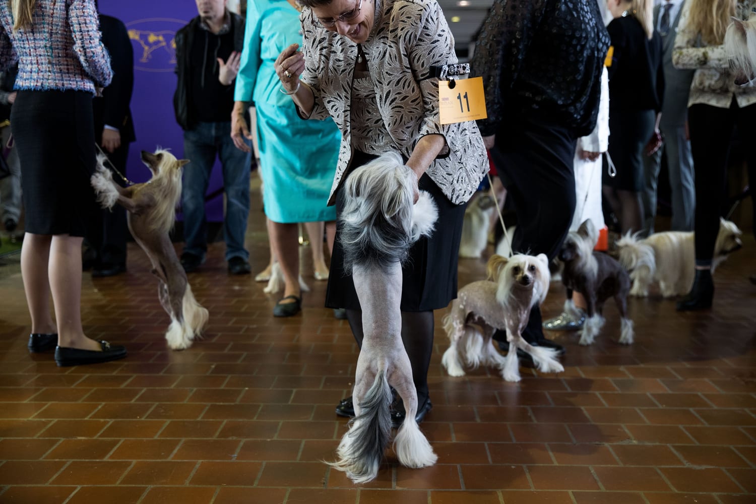 Is There Prize Money For Westminster Dog Show