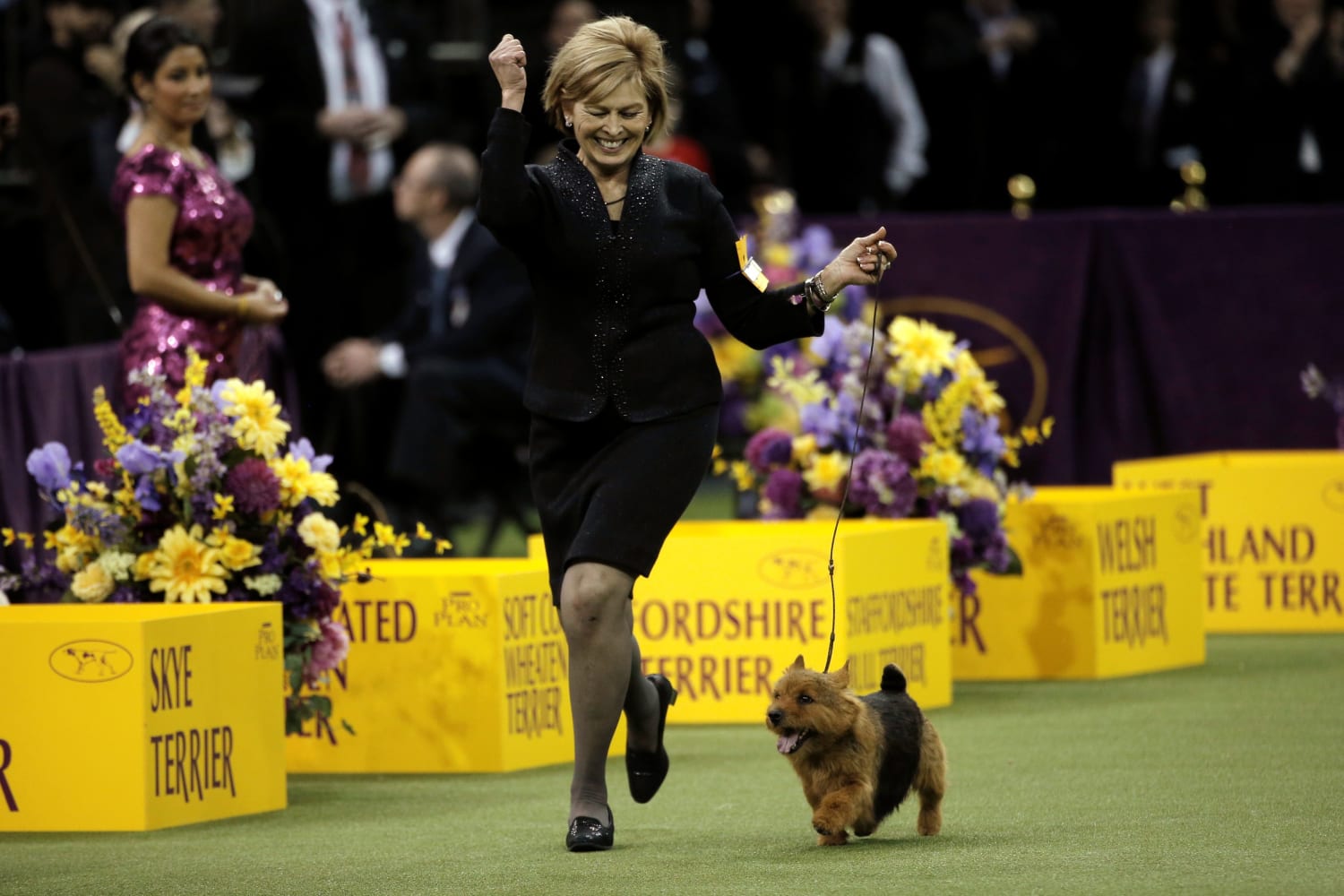 Is There Prize Money For Westminster Dog Show