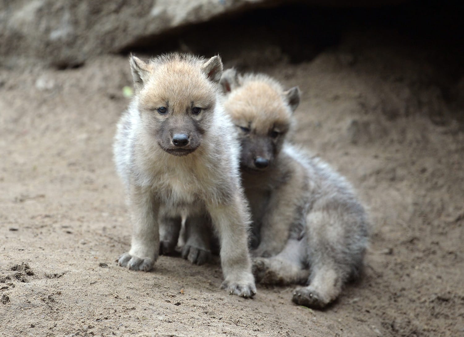 are wolf puppies legal