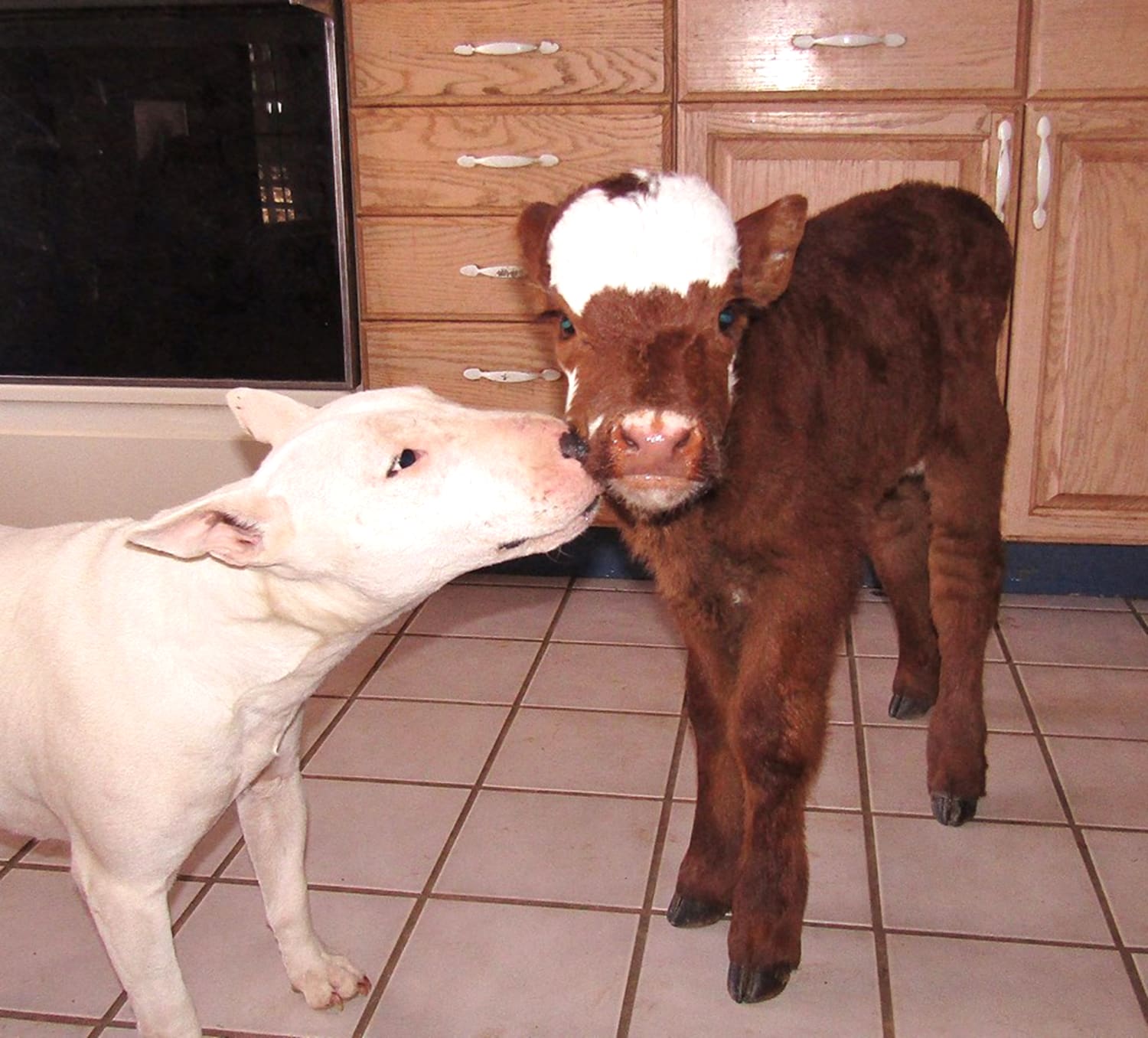 Rescued mini cow is living in paradise with her best friends – dogs!
