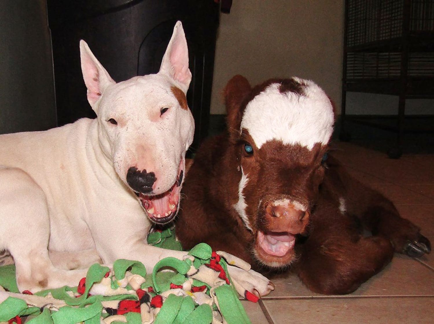 Rescued mini cow is living in paradise with her best friends – dogs!