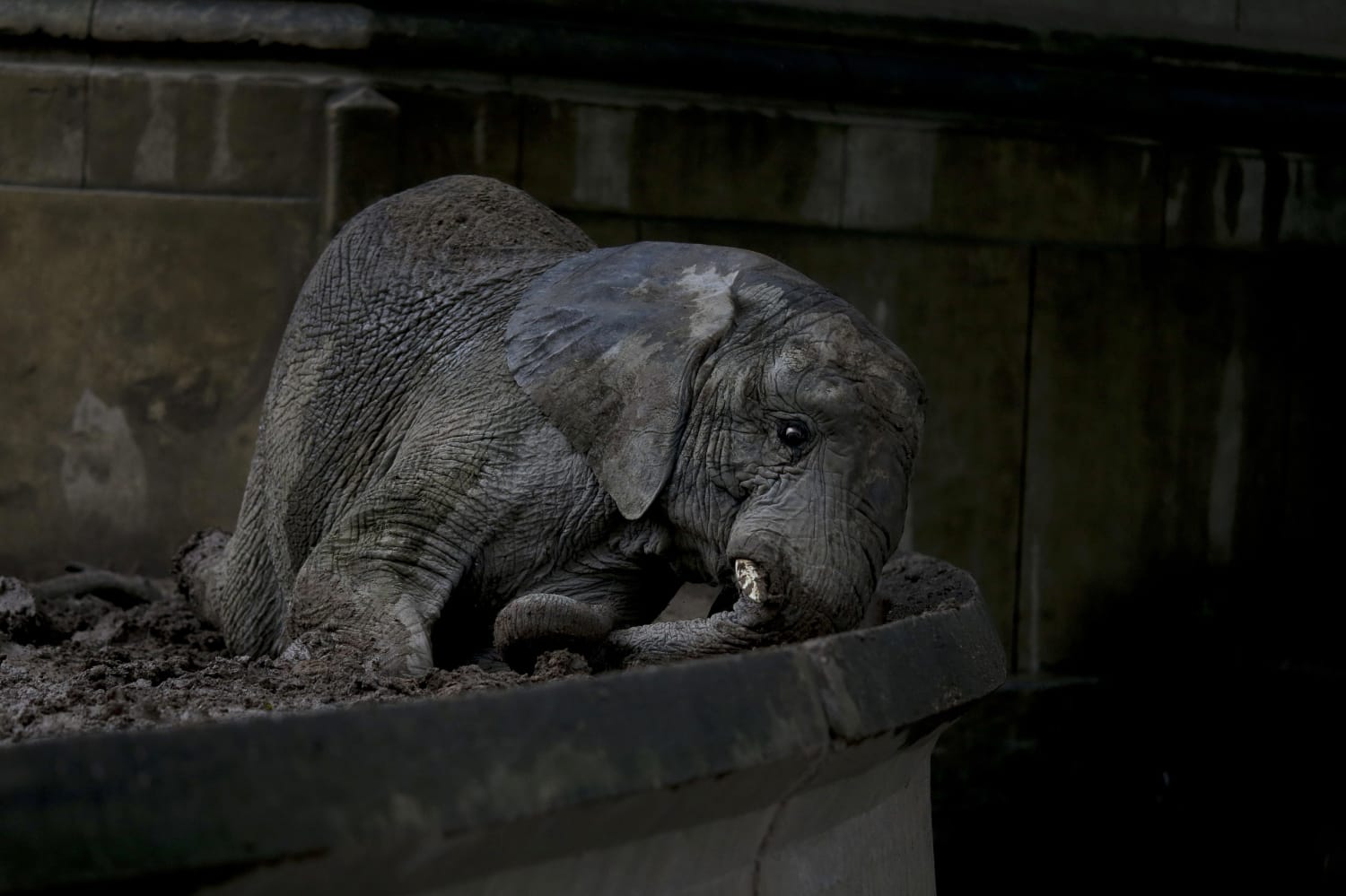 A Year After Zoo Closure, Animals Still Caged in Buenos Aires