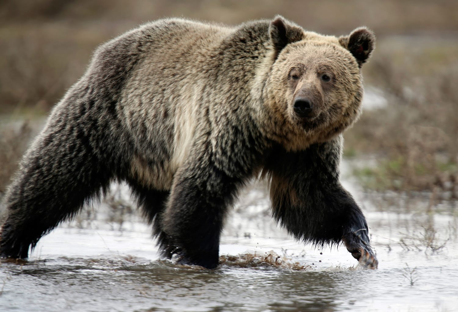 Grizzly bear, bears 