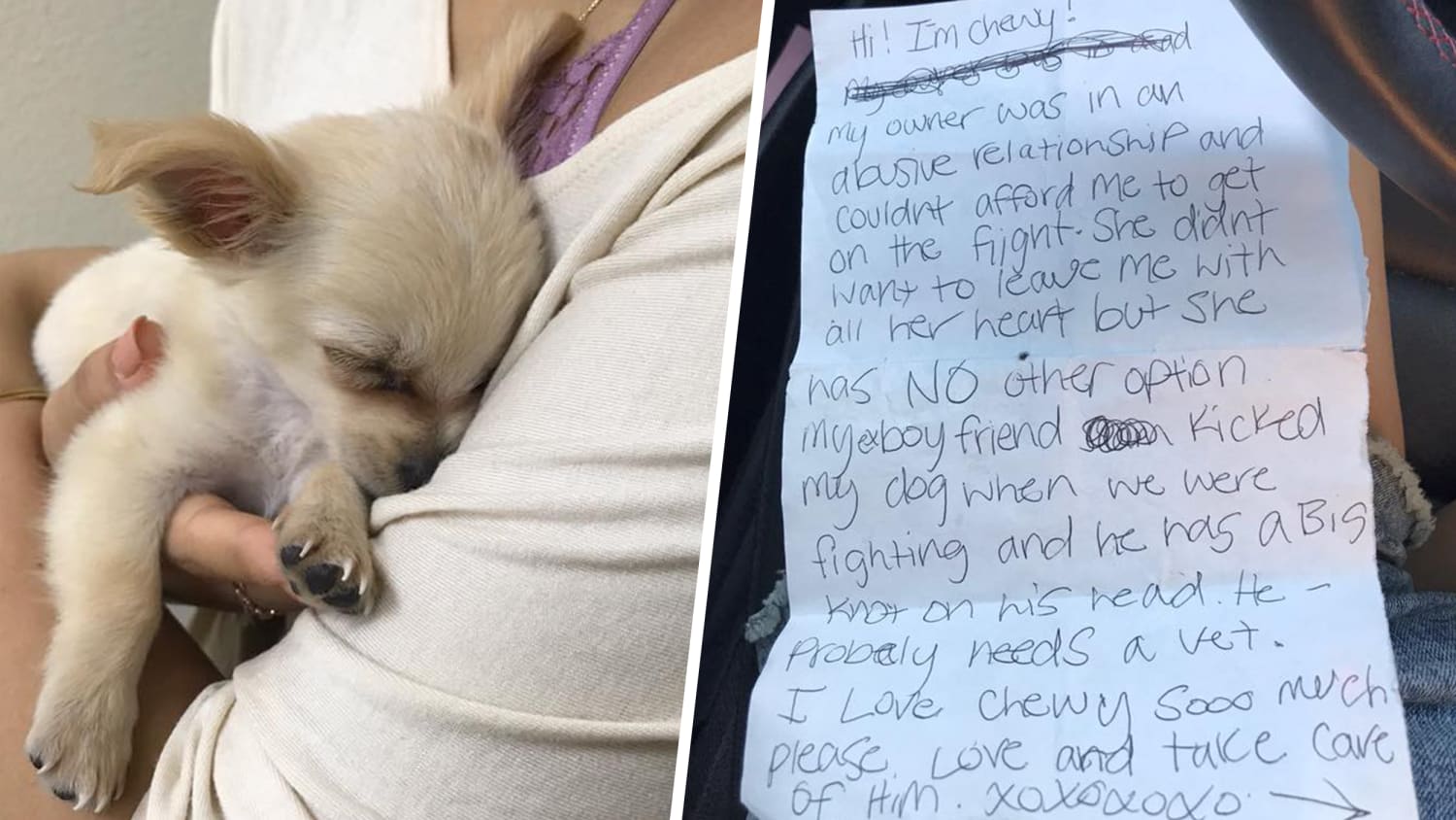 Dog left at airport with sad note about domestic violence