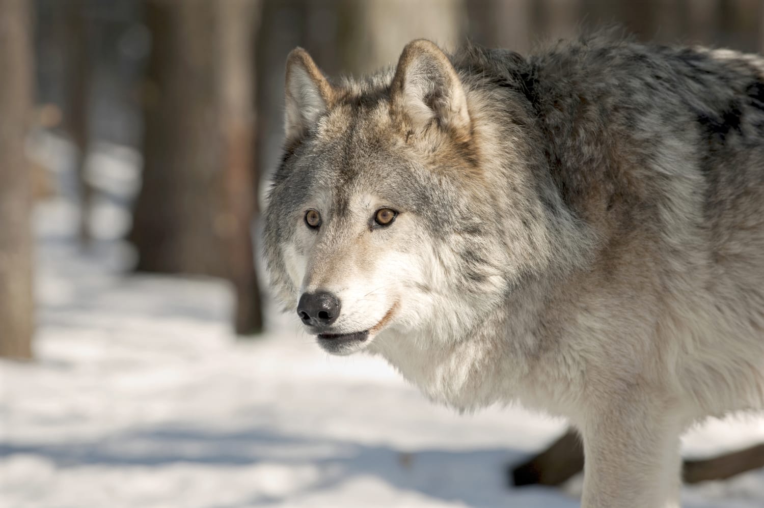 grey wolf in snow