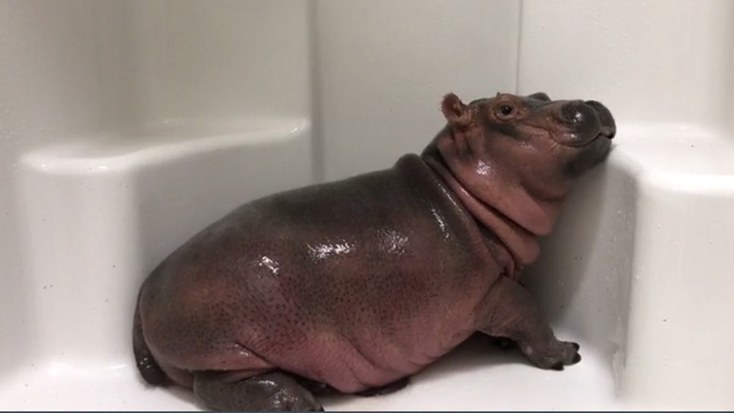 Fiona The Hippo Will Star In Her Own Series On Facebook S Watch