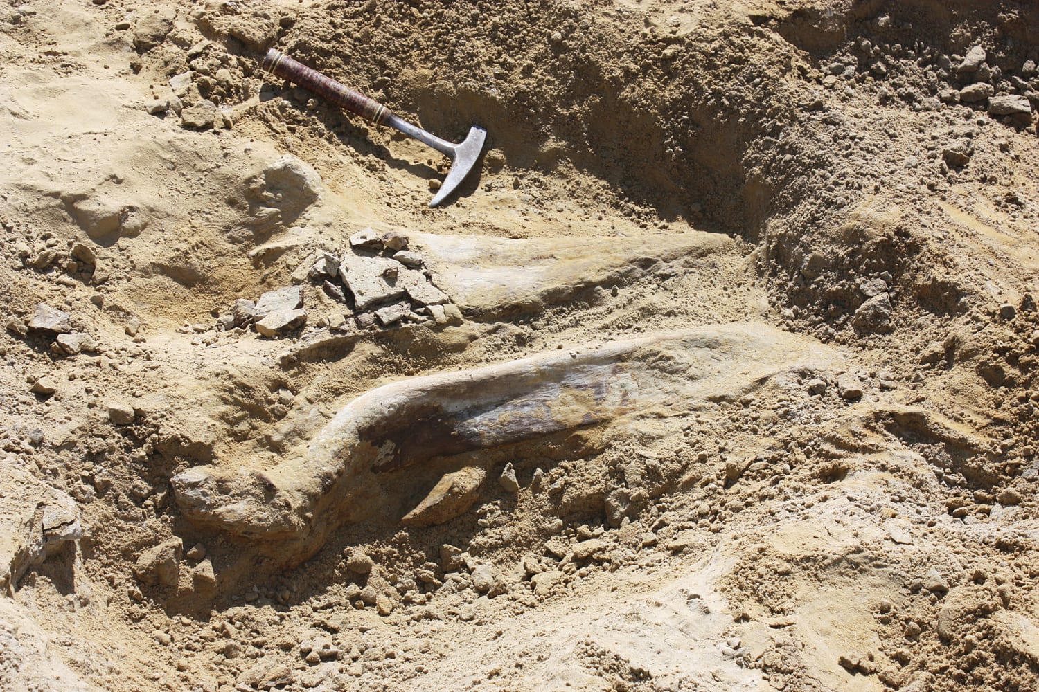 Triceratops Fossil Unearthed at Colorado Construction Site