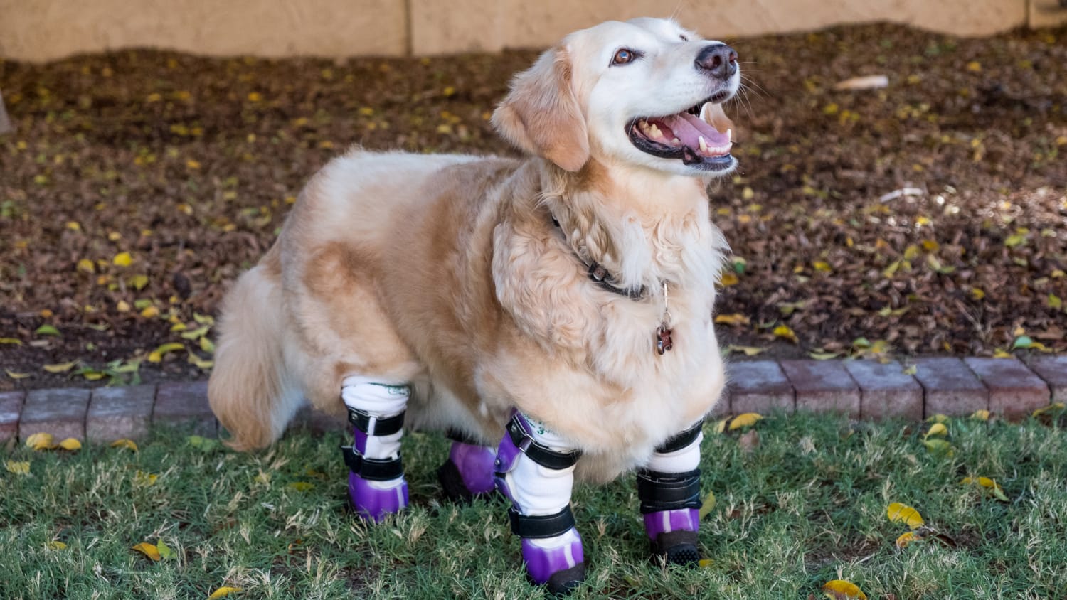Therapy dog with prosthetic paws helps others after abuse