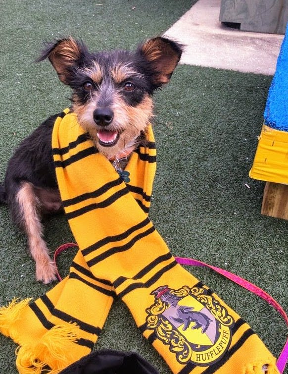 Gryffindor best sale dog breed