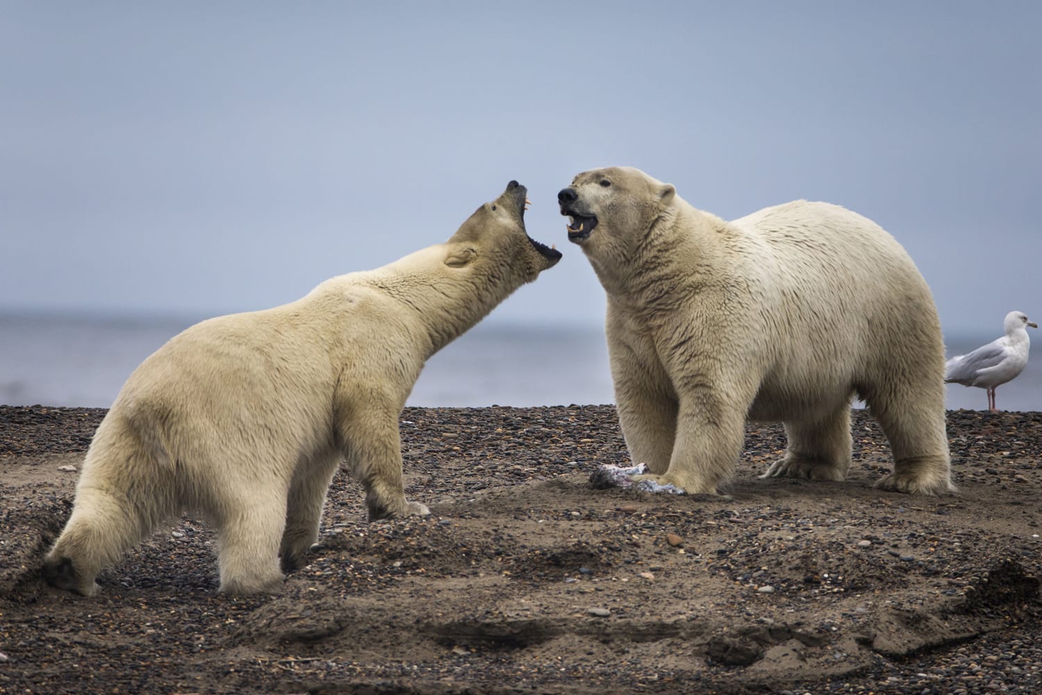 alaska polar bears