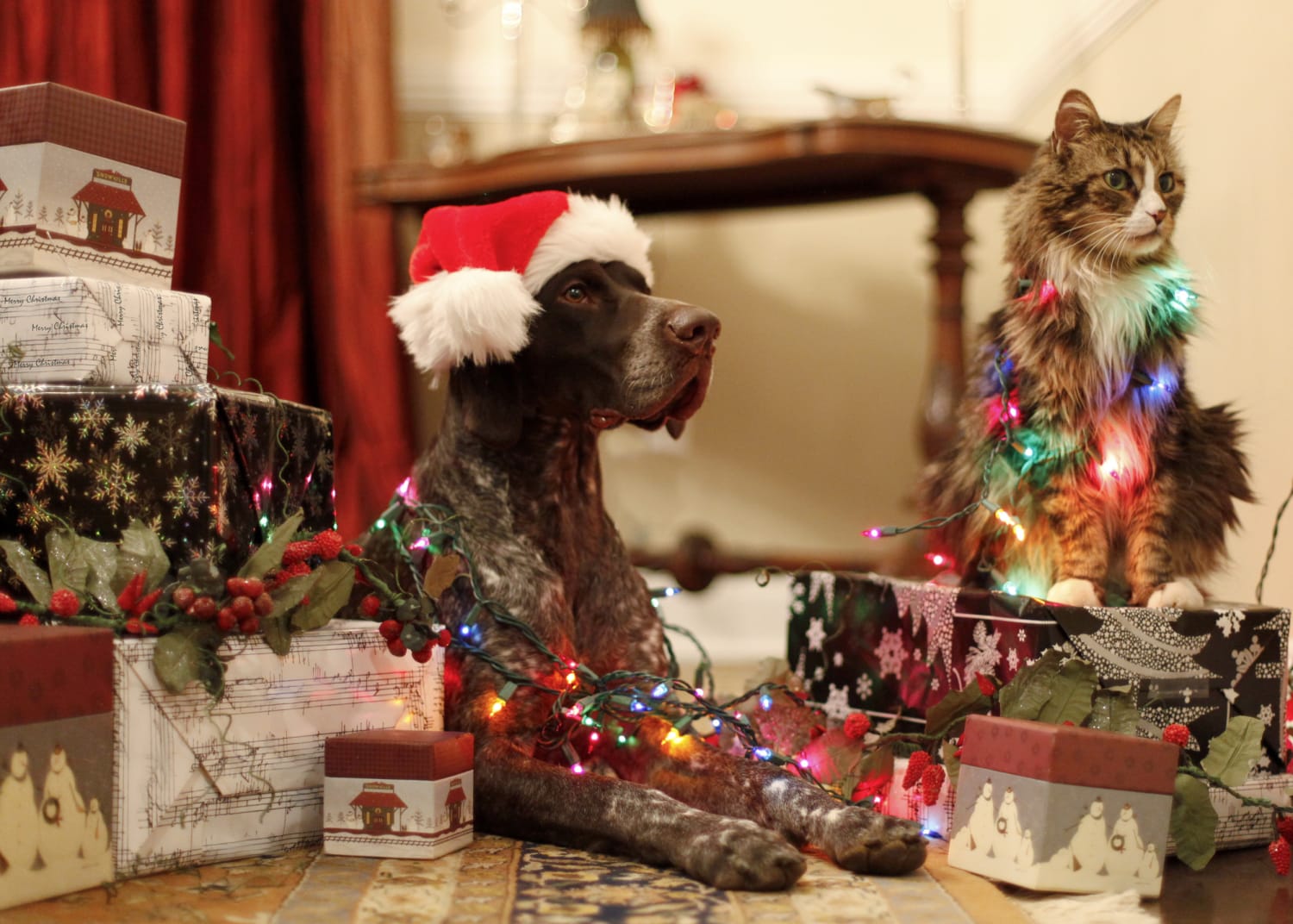 Christmas gifts for dogs and cats: cute and affordable