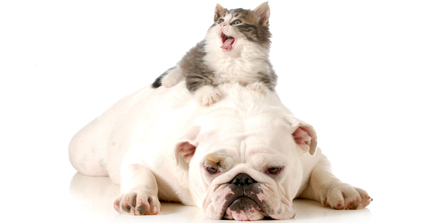 Dogs and Cats: Which Animal is Smarter?