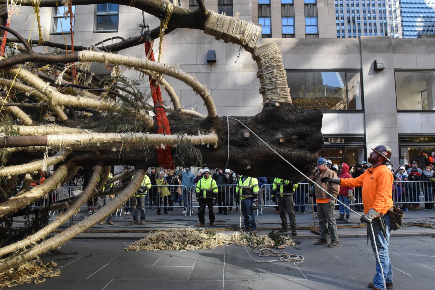 The Rockefeller Center Christmas Tree: From backyard giant to Midtown jewel