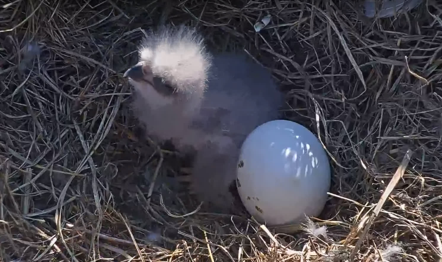 Hatch Watch! Nation Transfixed by Two Bald Eagle Eggs on Live Cam