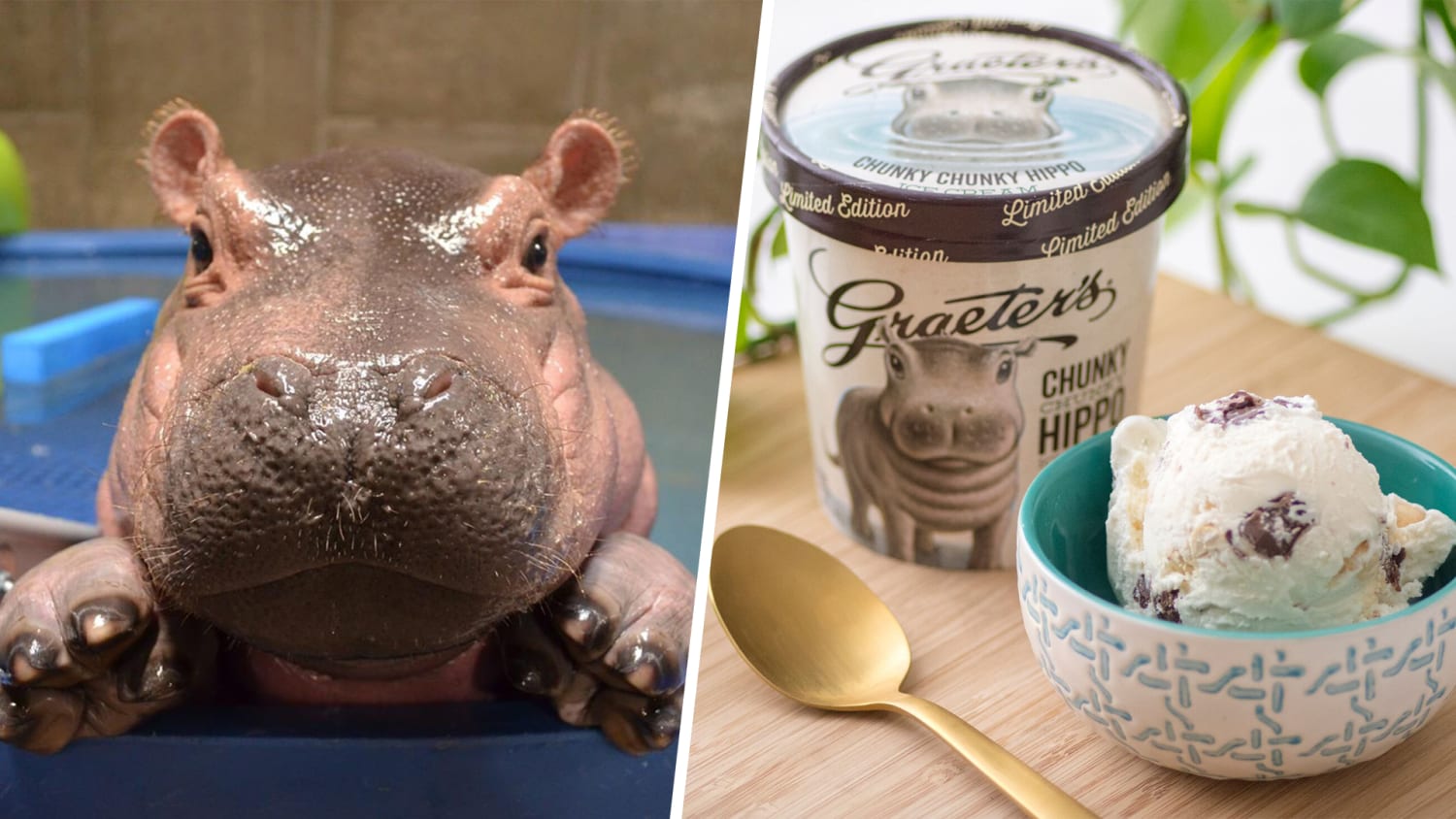 Fiona the hippo gets Graeter's ice cream to celebrate birthday.