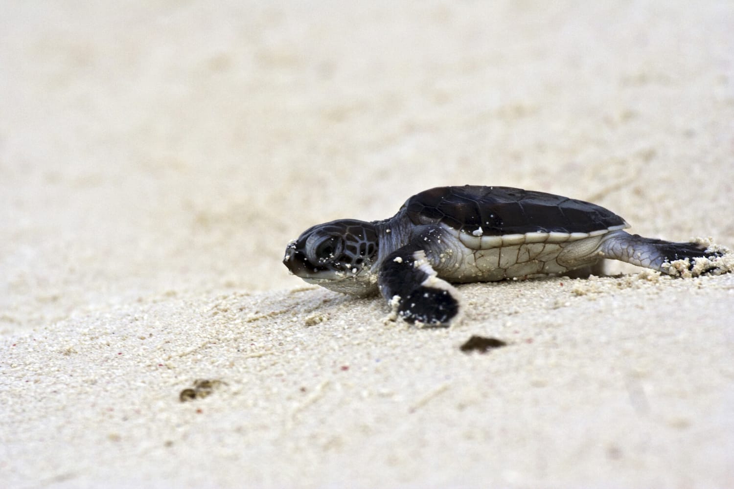Turtle, Small Turtles, Land Turtles in Variety of Colors , Sea Turtles in  Choice 
