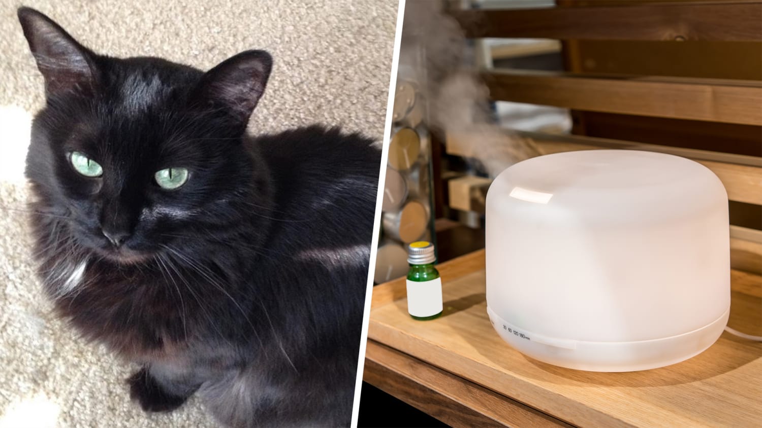 are essential oil diffusers safe for dogs and cats