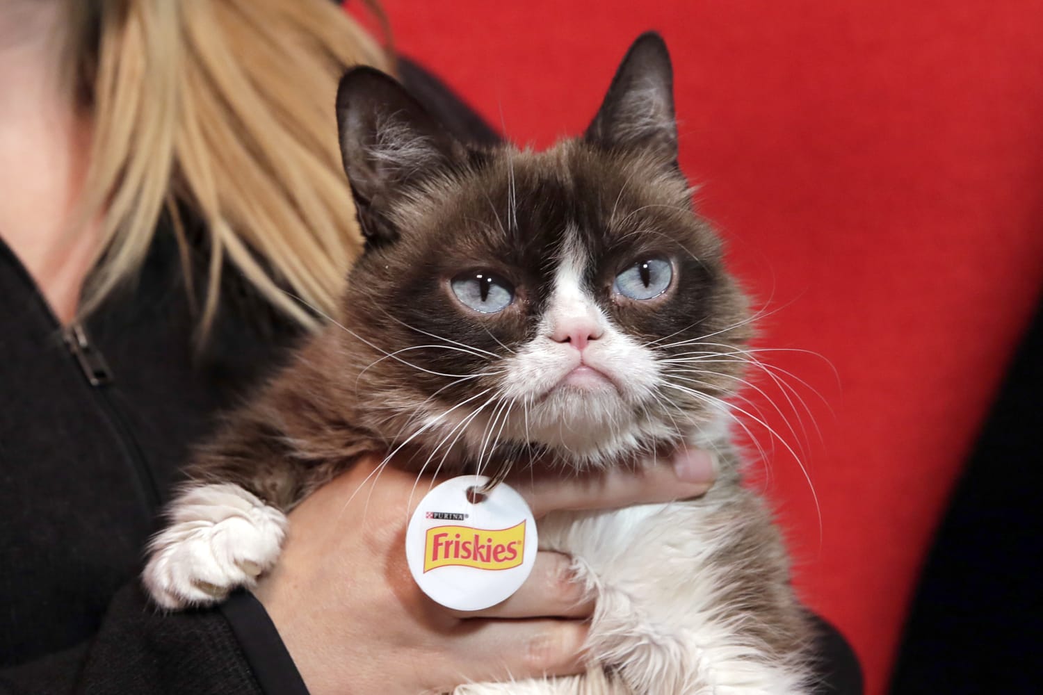 Grumpy Cat Brings Grumpy Lawsuit Over Infringement of Intellectual Property  – The Hollywood Reporter