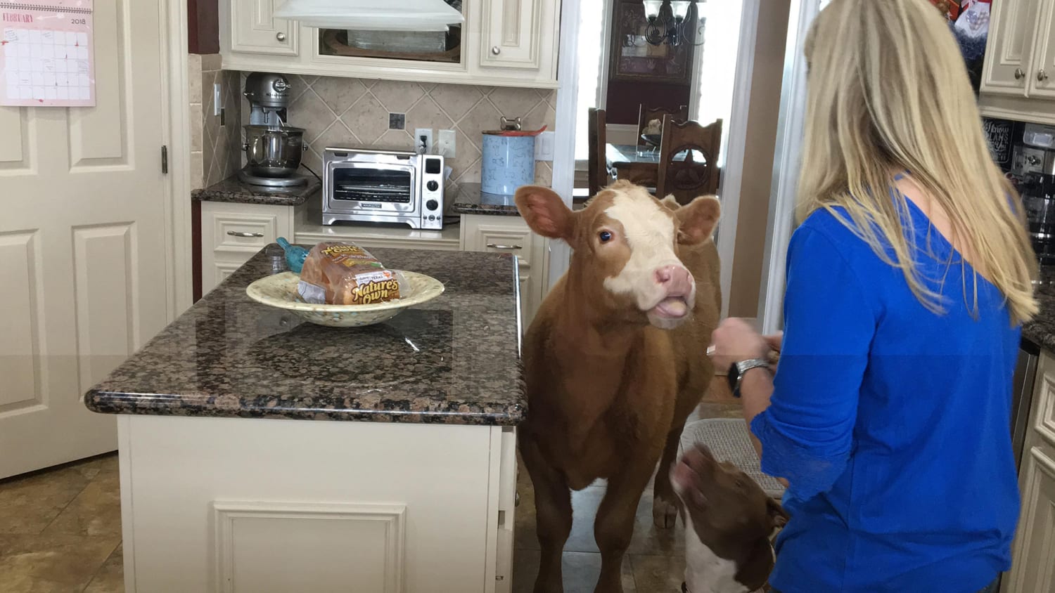 Baby Cow Rescued From Hurricane Is Now Part Of Our Family