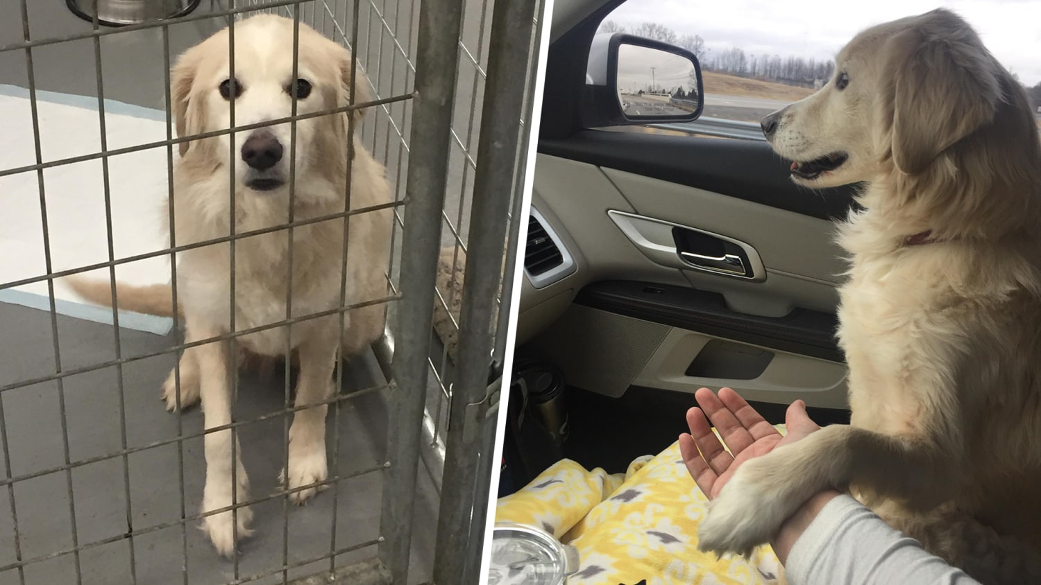 Grateful Shelter Dog Holds Hands With New Foster Mom