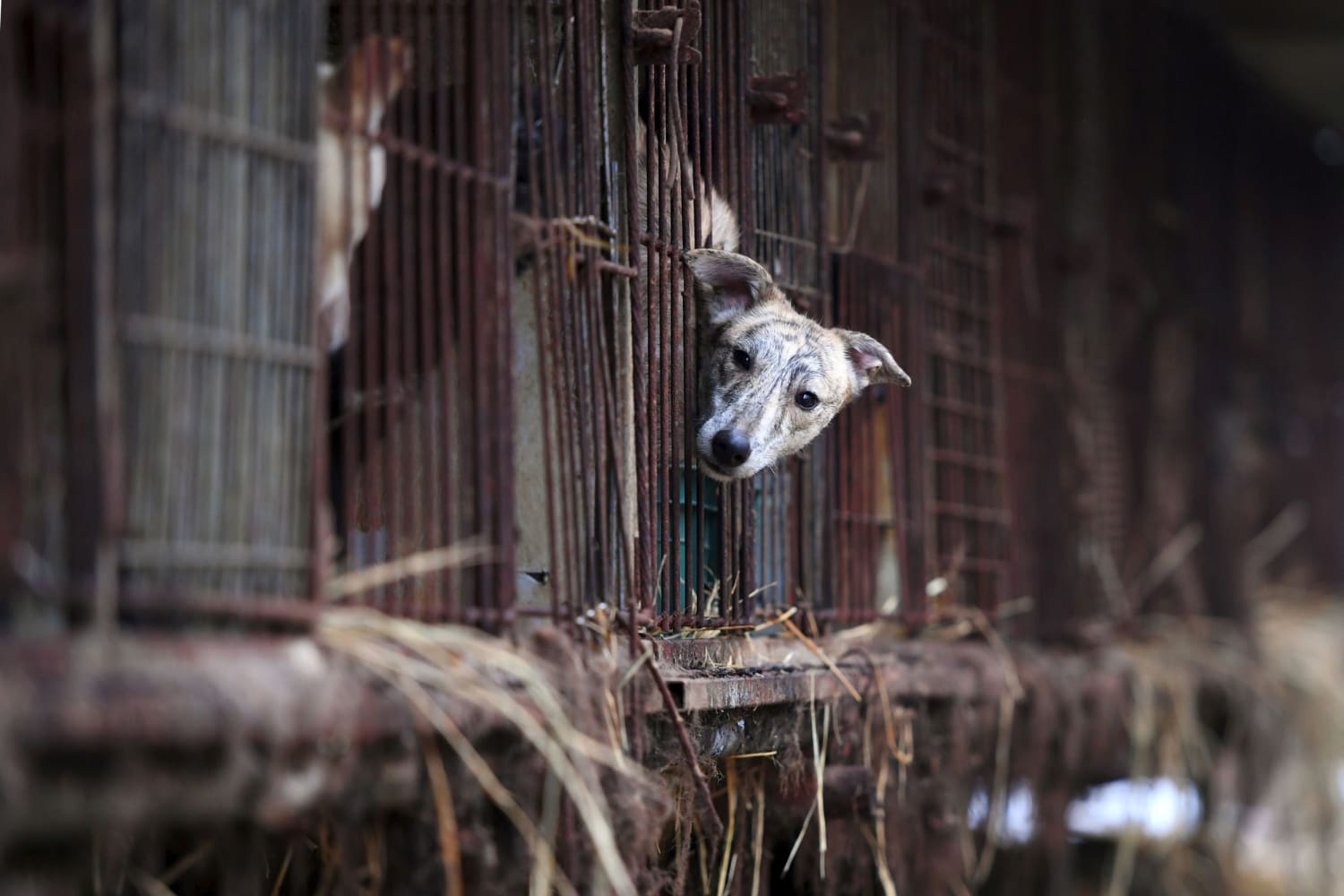 what is the dog meat trade