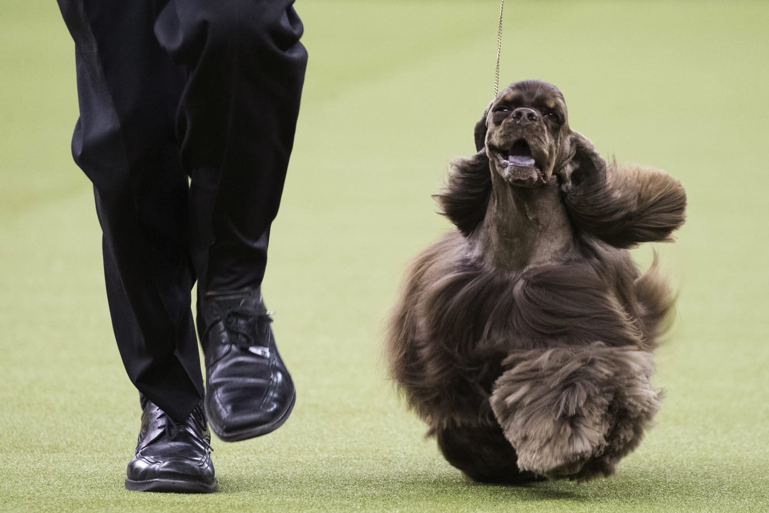 who won the dog show 2018