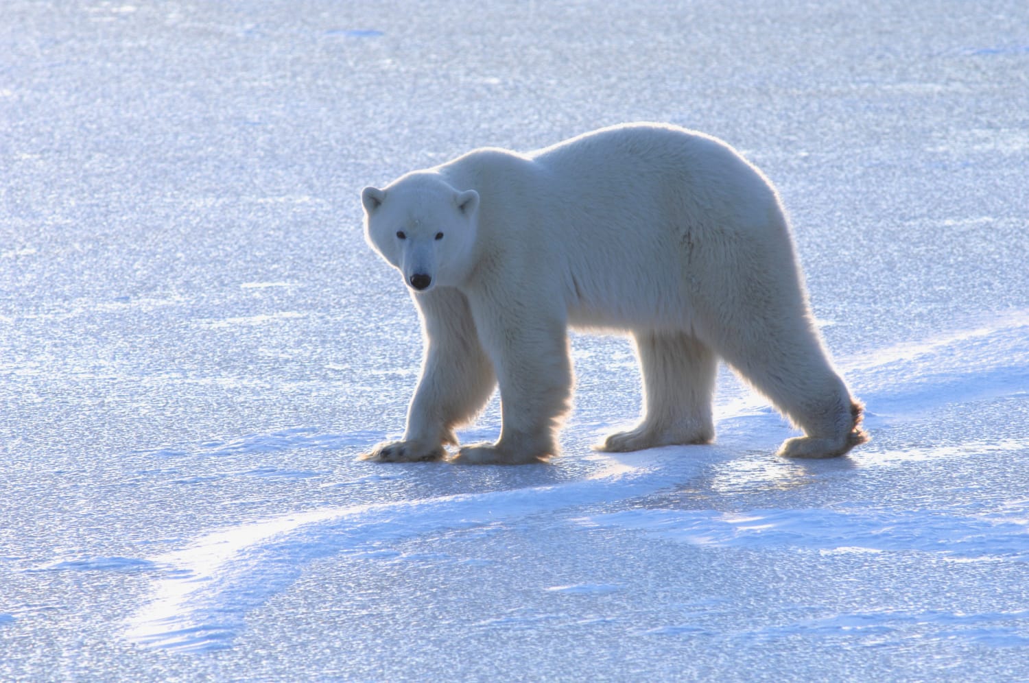 Scientists hatch bold plan to save polar bears