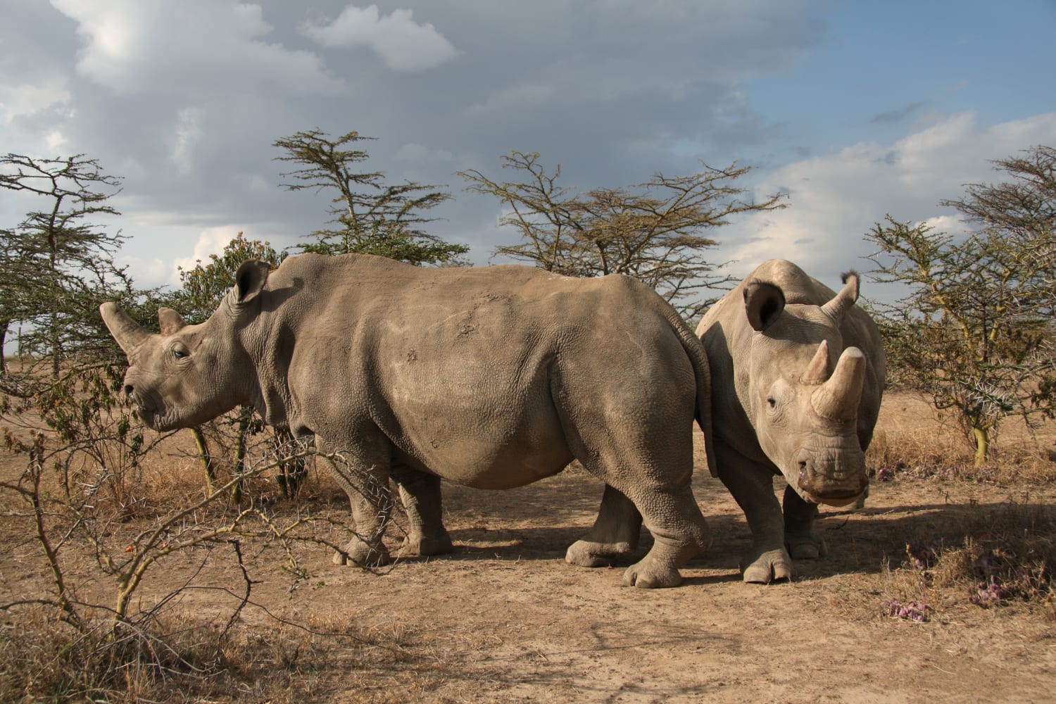 Why rhino's sad demise may not mean extinction for his species