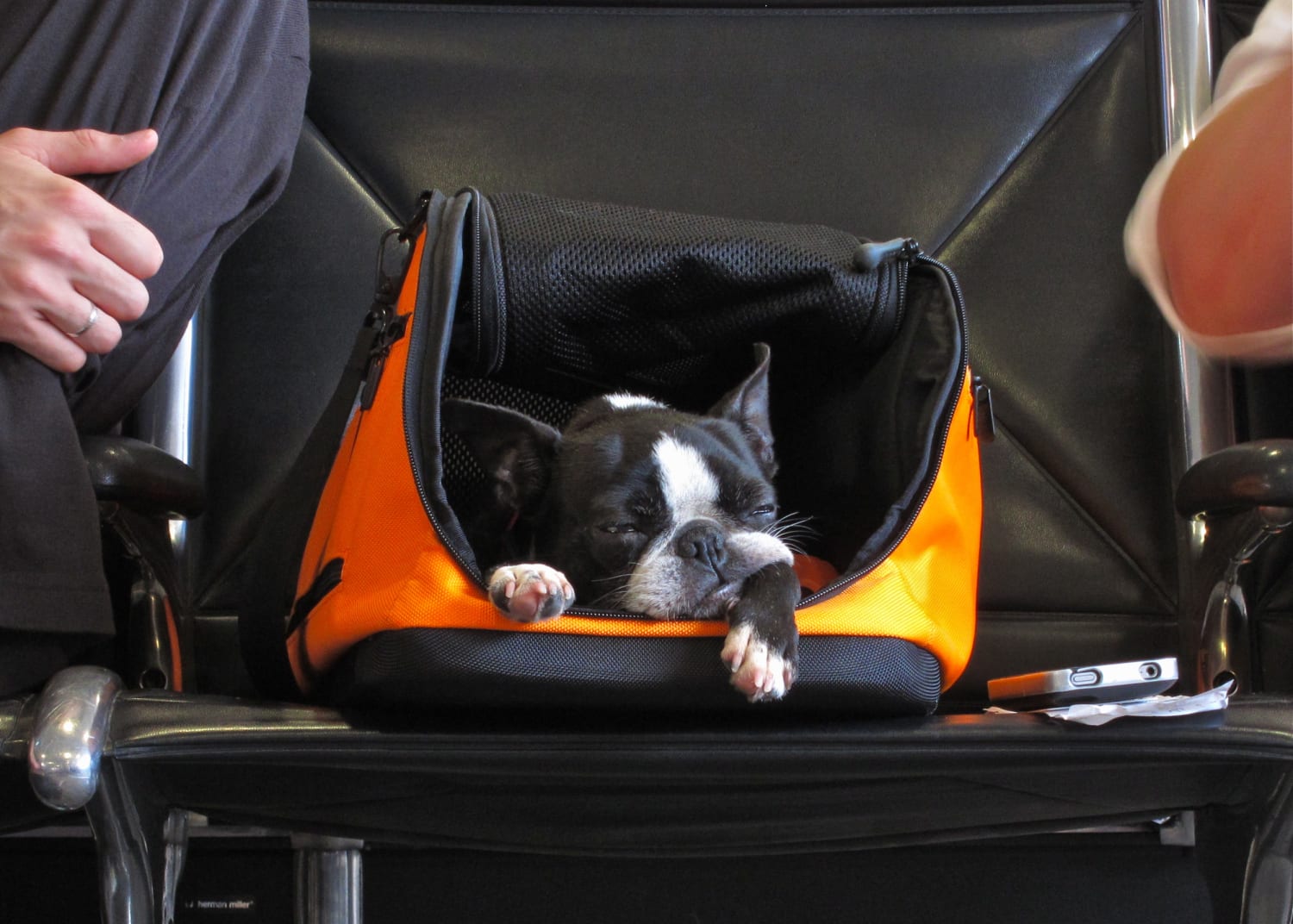 dog in a carrier in the airport