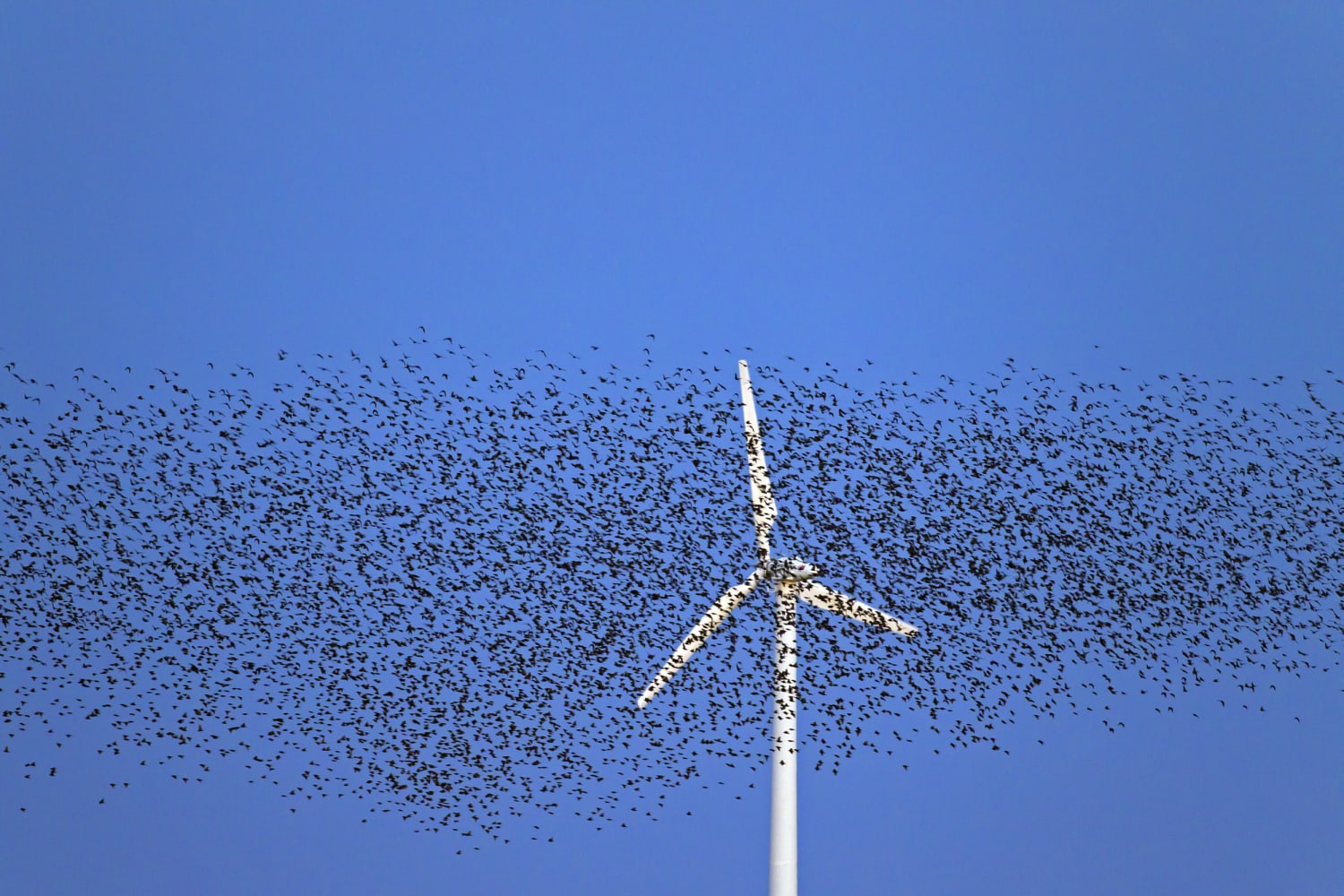 Wind energy takes a toll on birds, but now there's help