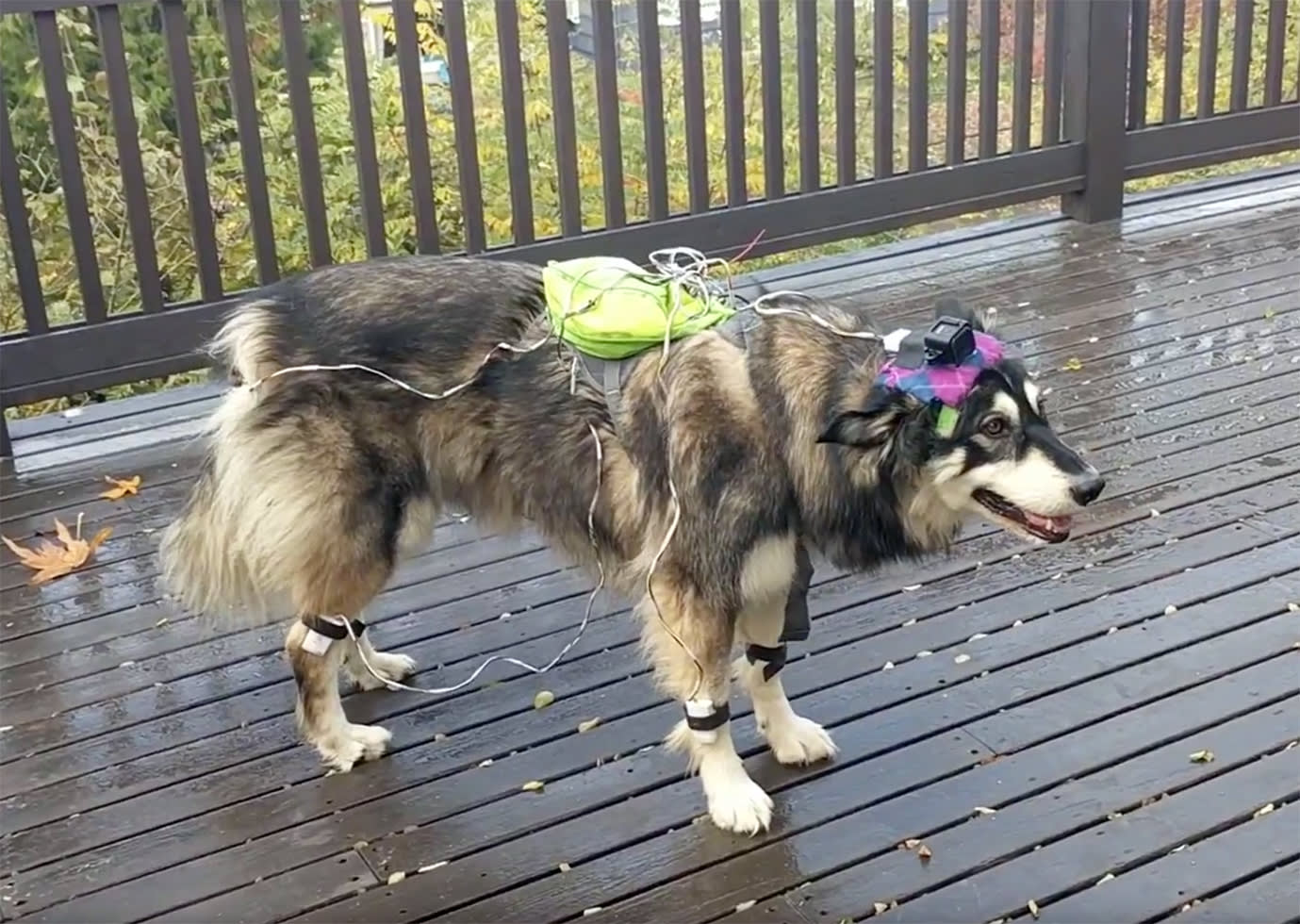 realistic robot dog husky