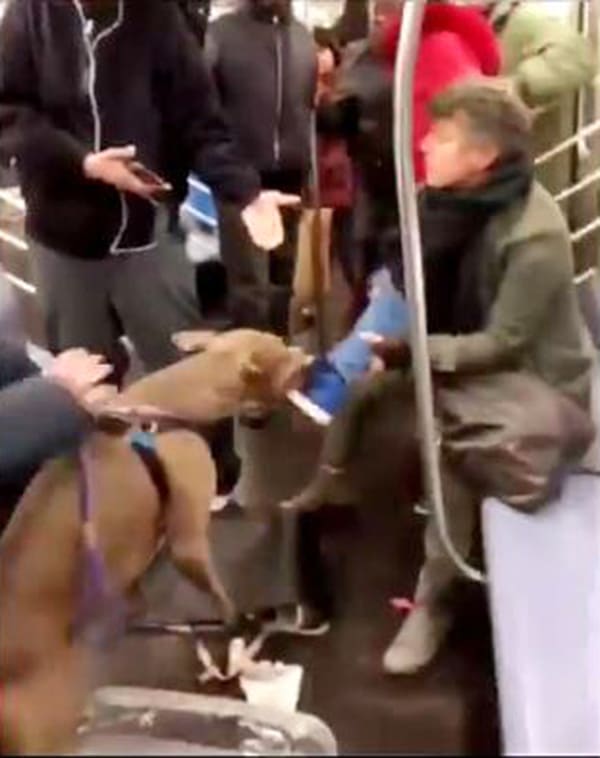 are dogs allowed on trains in nyc