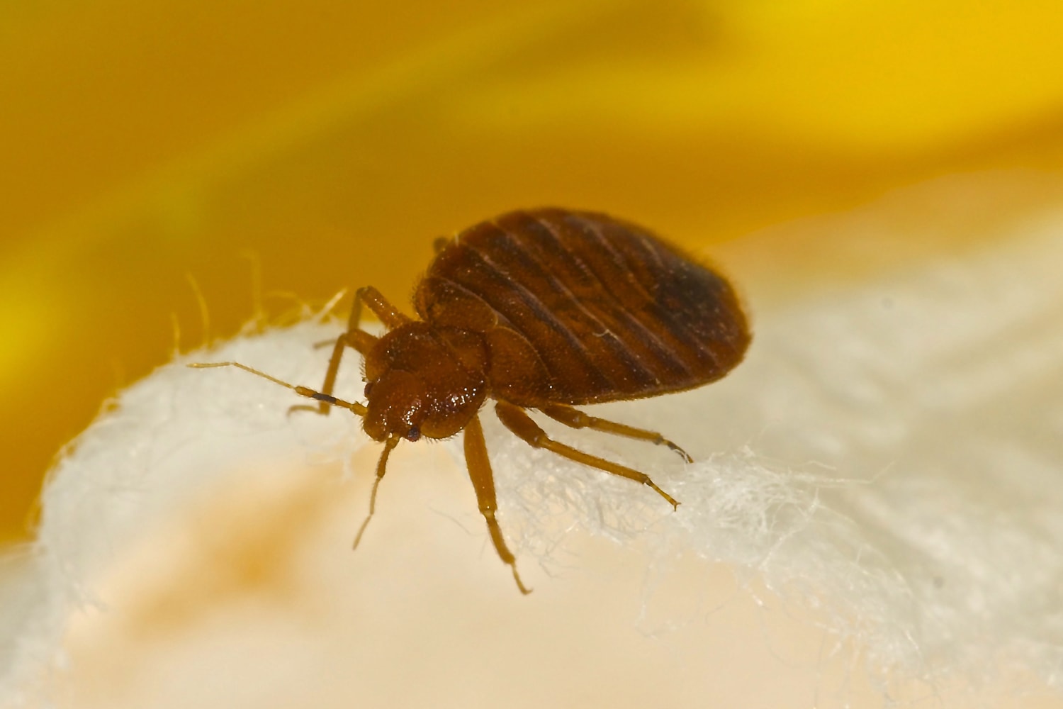 Bed Bug Inspections