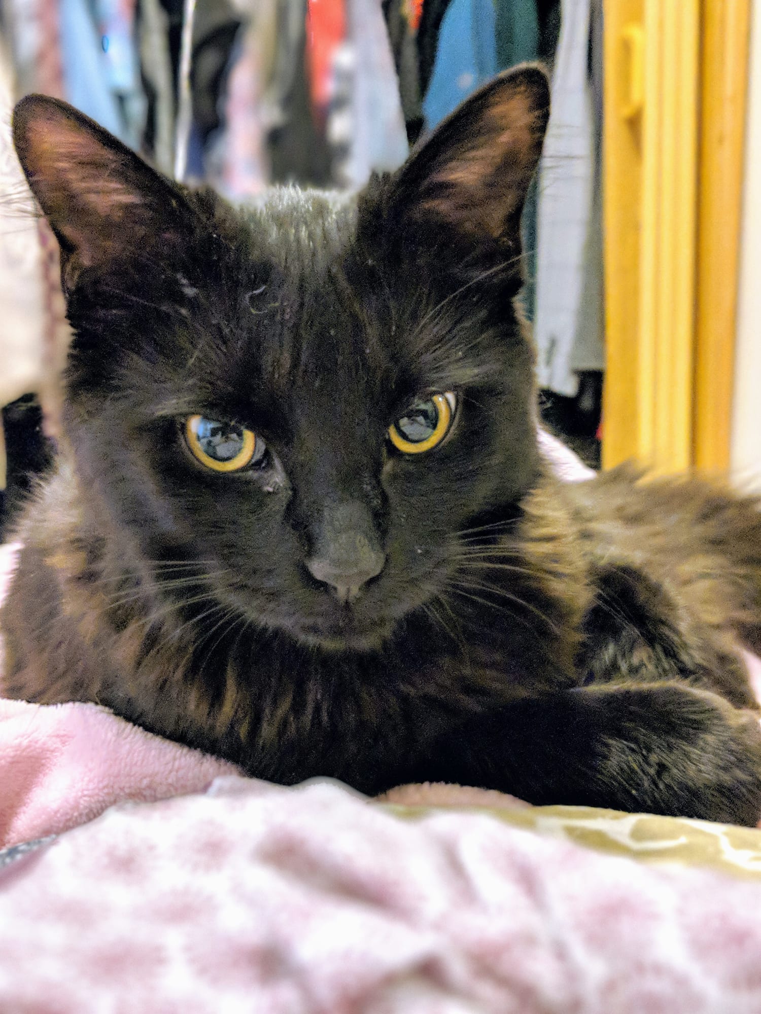 How To Stop A Cat From Peeing In The House (And Why They're Doing It