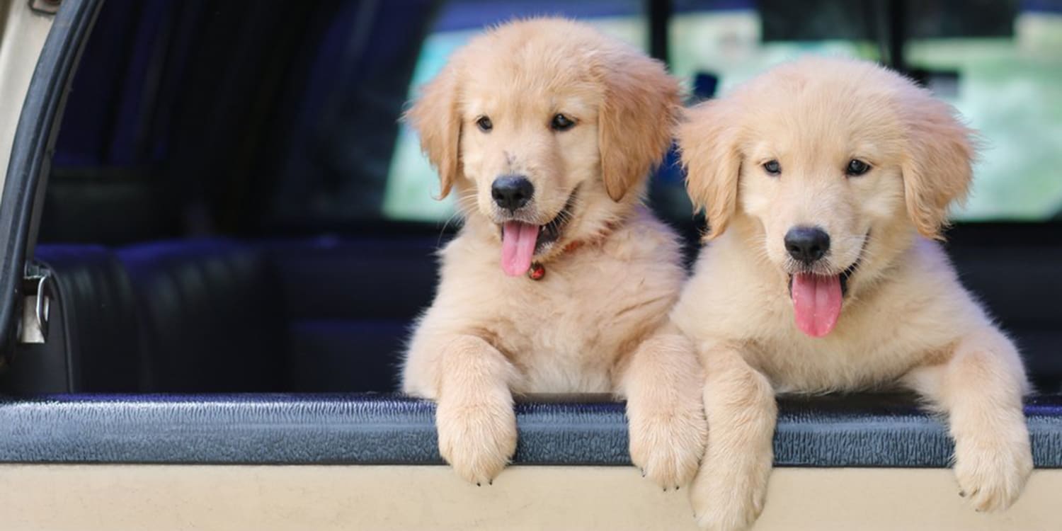 Puppies reach peak cuteness at 8 weeks old according to study