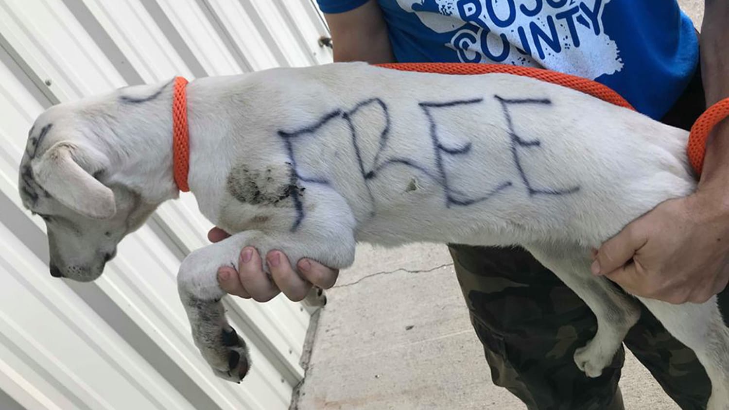 Abandoned dog labeled 'free' in permanent marker finds home