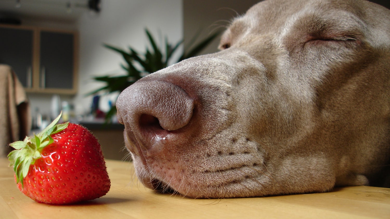 what fruits and vegetables are not good for dogs