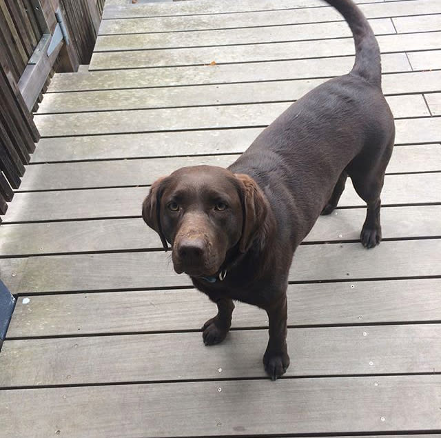 Are Stairs Bad For Dogs