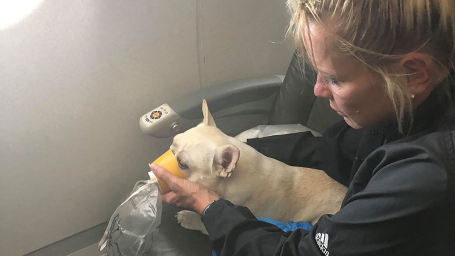 JetBlue crew saves French bulldog struggling to breathe on flight