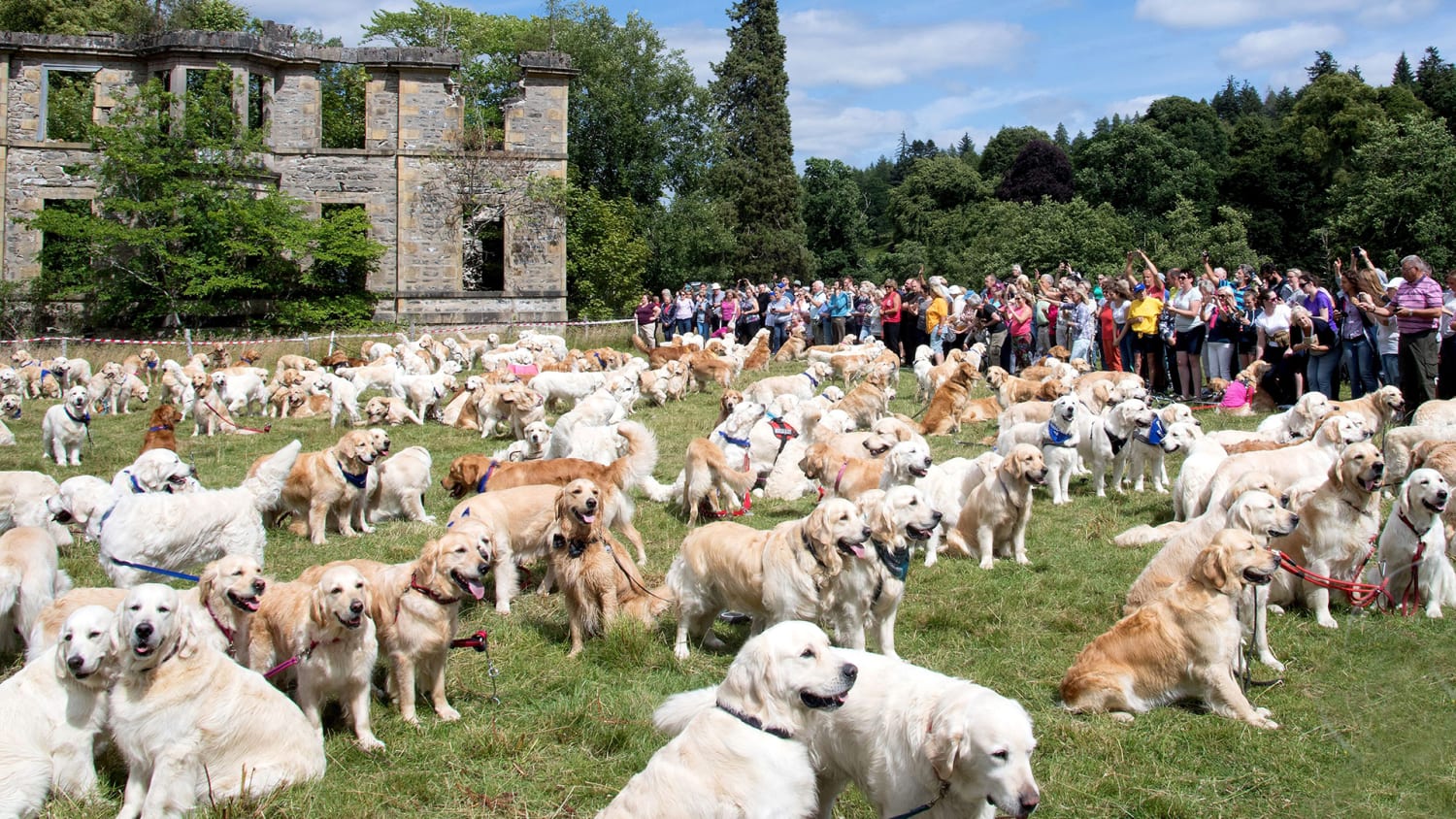 Hundreds of golden retrievers met in Scotland for 150th anniversary of breed