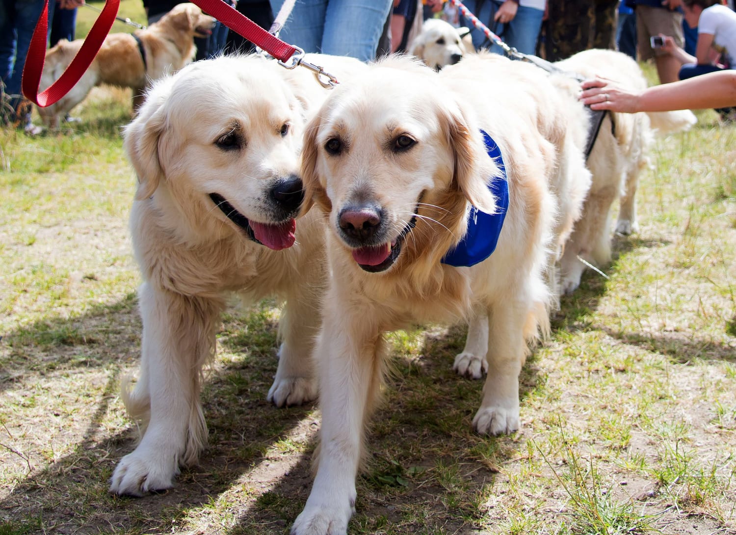 Hundreds of golden retrievers met in Scotland for 150th anniversary of breed